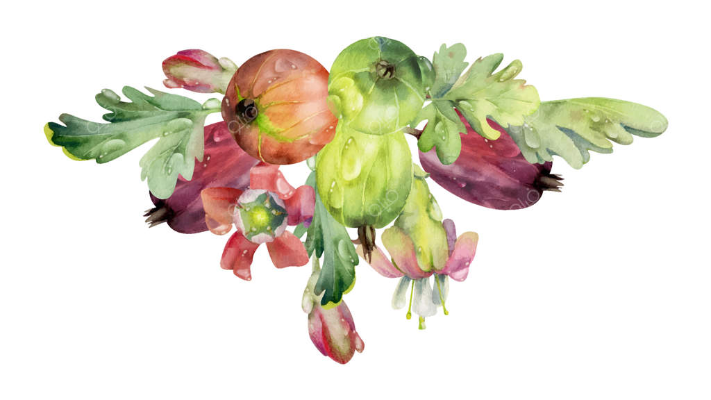 برگ‌های انگور فرنگی، جوانه‌های گل، قطرات شبنم، توت‌های رسیده در باغ، انگور فرنگی سیاه، قره‌قات و جستا بری، نقاشی دستی با آبرنگ. طراحی دسته‌گل جداگانه. مناسب برای منوی کافه و بازار کشاورزان.