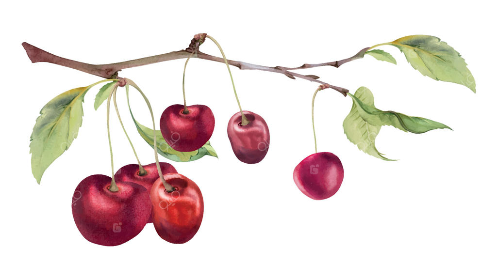 گیلاس ترش و شیرین قرمز با برگ‌های سبز، نقاشی با آبرنگ، خوشه‌های روی شاخه‌ها. تصویر بنر پیوسته برای منوی رستوران، کافی‌شاپ، عروسی، بازار کشاورزان.