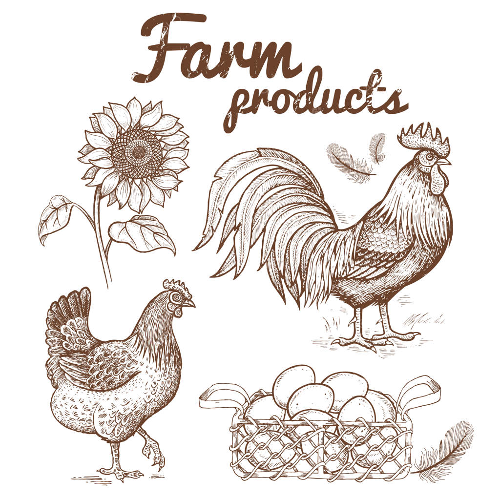 تصویر برداری از خروس، مرغ و سبد تخم‌مرغ‌ها