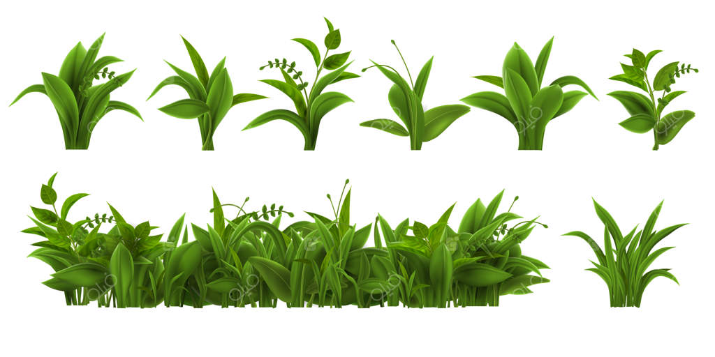 مجموعه وکتور واقع‌گرایانه از برگ‌های سبز تازه گیاهان علفی، بوته‌های بهاری و تابستانی، چمنزار و گیاهان باغچه‌ای
