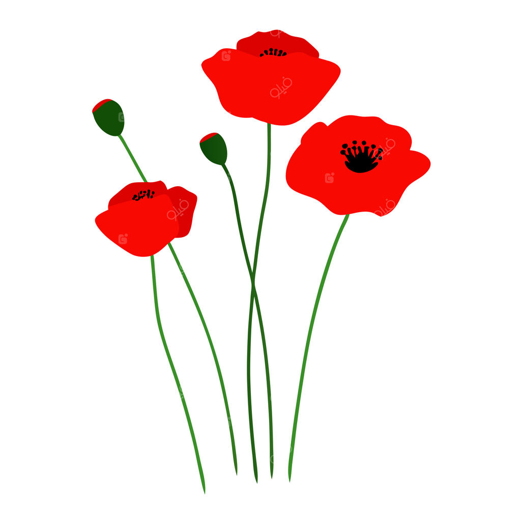 تصویرسازی وکتور تخت گل‌های شقایق سرخ صحرایی در پس‌زمینه سفید