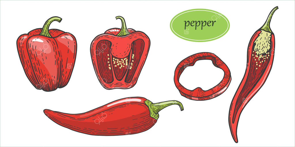 مجموعه‌ای از تصاویر ترسیمی دستی فلفل‌ها در رنگ‌های مختلف.