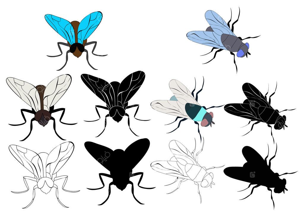 مجموعه حشرات پرنده