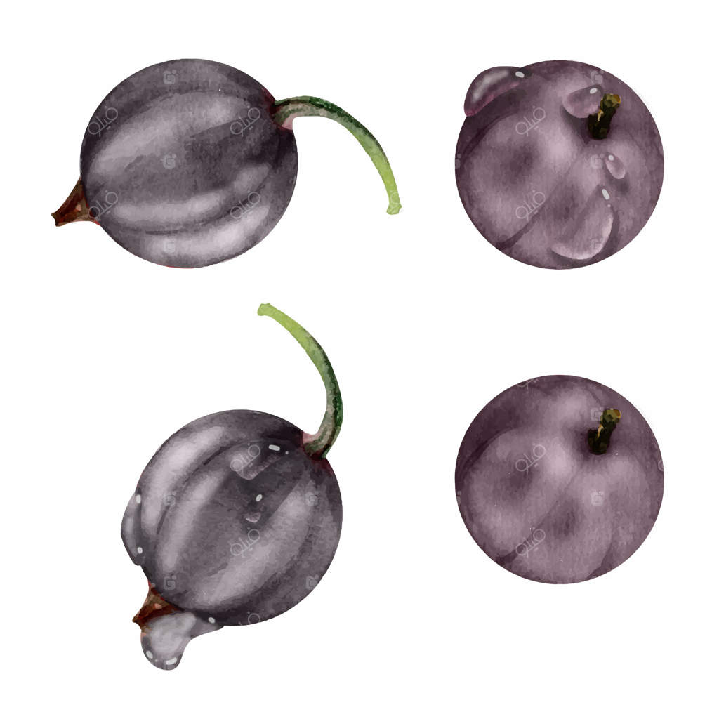 کشمش و انگور فرنگی در قطرات شبنم روی آب، آبرنگ طراحی دست، هاکلبرری، جونبری، کسل، و جوستابری. عناصر گیاهی ایزوله شده. منو رستوران، کافه‌، بازار کشاورزها.