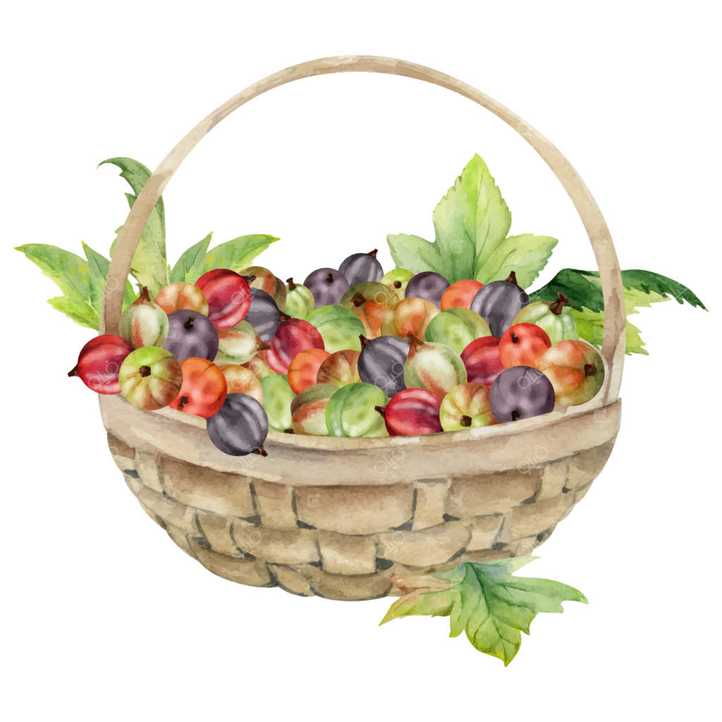 برگ‌های انگور فرنگی در سبد بافته شده، نقاشی دستی با آبرنگ، برداشت توت‌های رسیده از باغ، کسایل و جستابری. تصویر جداگانه. منوی رستوران، کتاب آشپزی، خرید از بازار کشاورزی