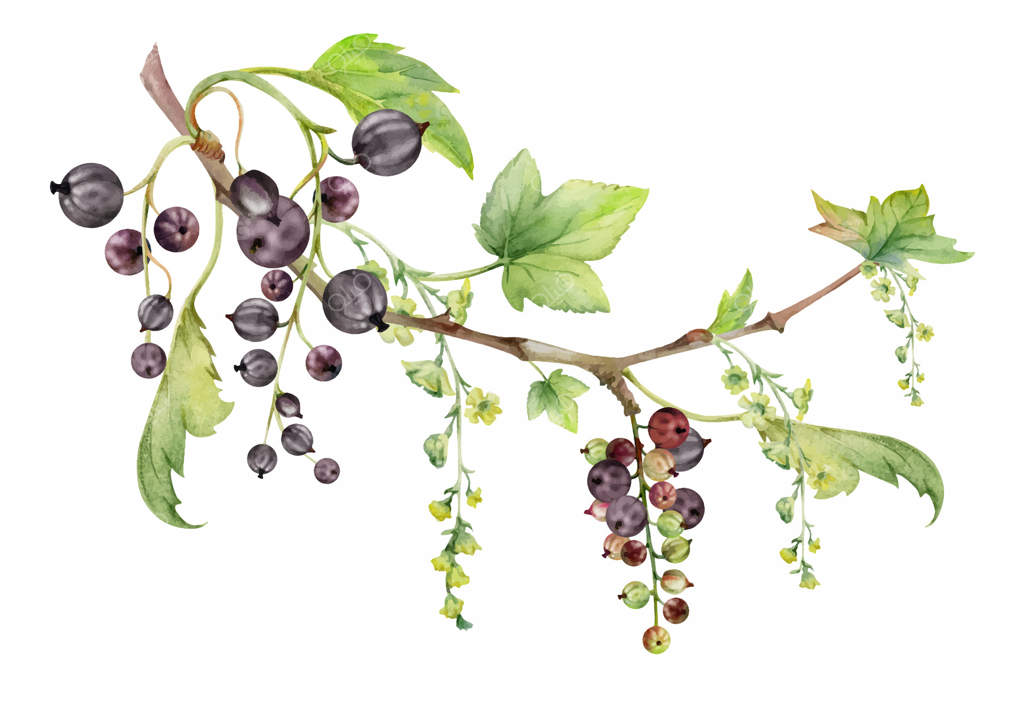 انگور فرنگی با برگ‌های سبز و خوشه‌های بلند گل، توت باغی آویزان بر شاخه‌ها. تصویر ایزوله نقاشی شده با دست در آبرنگ. برچسب‌های خوراکی برای محصولات دست‌ساز، شمع‌های معطر، و مربا.