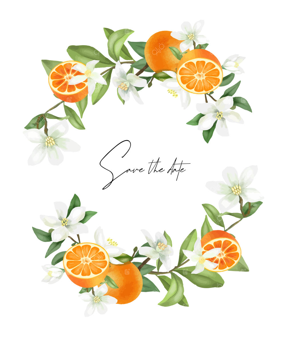 تاج شاخه‌های درخت نارنگی در حال شکوفه، گل‌ها و میوه‌های نارنگی دستی ترسیم شده