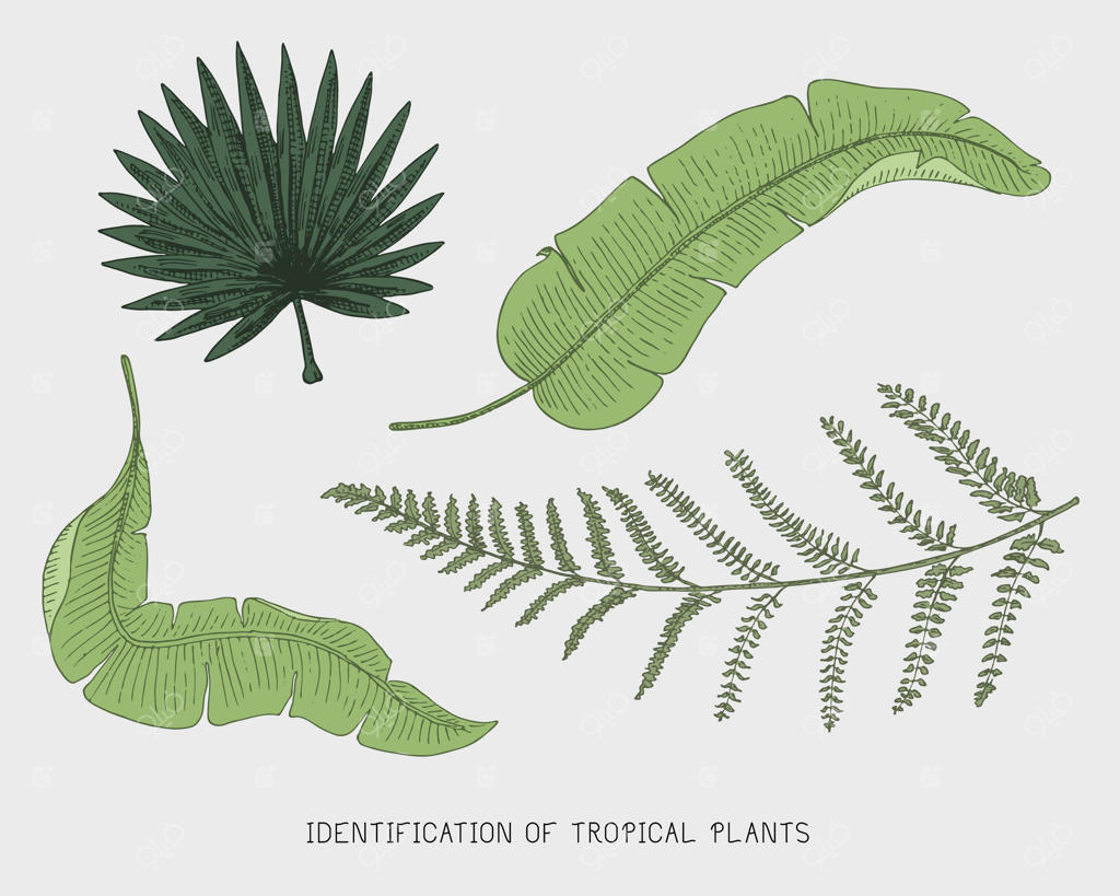 نقش برجسته و دست‌کشی طرح‌های برگ گیاهان استوایی و عجیب و غریب؛ برگ‌هایی از گیاهان مانسترا و سرخس، نخل و موز: مجموعه گیاه‌شناسی قدیمی