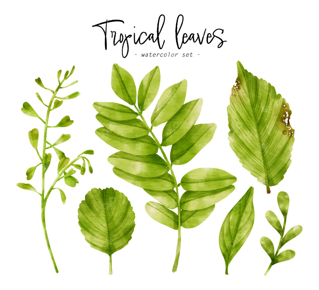 تصویرسازی آبرنگی برگ‌های سبز استوایی برای تزئینات