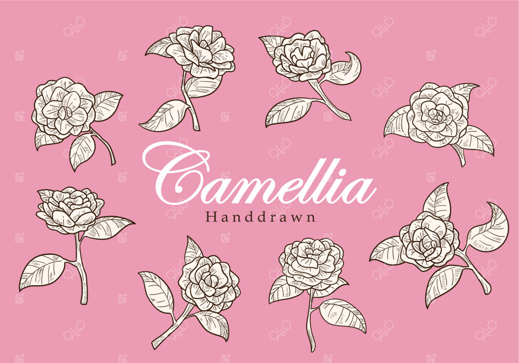 وکتورهای دست‌کشیده گل کاملینا رایگان