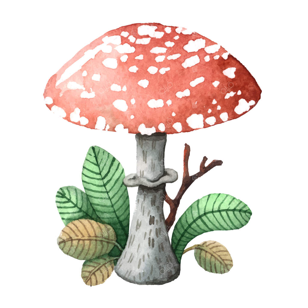 تصویرسازی قارچ