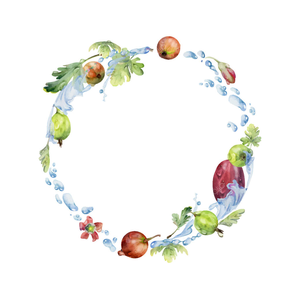 تاج توت‌های انگور فرنگی و کشمش در حال پرواز در پرتاب آب با برگ‌های سبز، قطرات شبنم، میوه‌های رسیده باغی ژوئن‌بری و جستابری به صورت دستی با آبرنگ کشیده شده. قاب دایره‌ای جدا شده. فروشگاه تره‌بار تازه