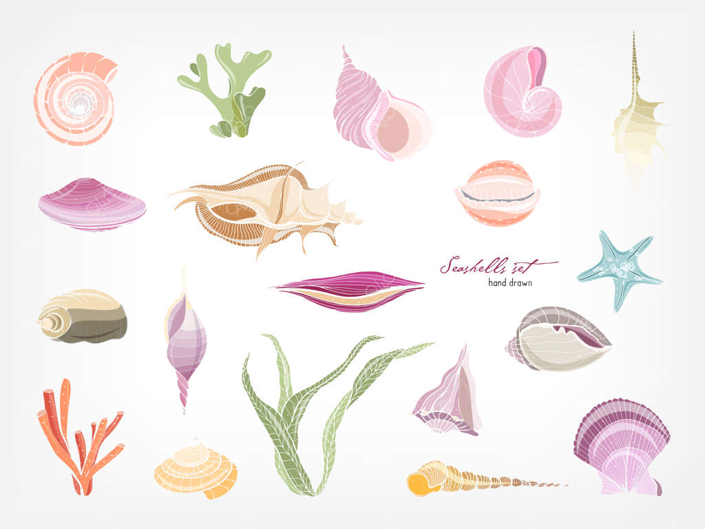 مجموعه‌ای از صدف‌های دریایی، مرجان‌ها و جلبک‌های دریایی زیبا و دست‌کشیده روی زمینه سفید