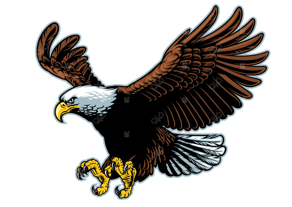 تصویرسازی تخت و جزئیات دقیق عقاب سرسفید در حال پرواز