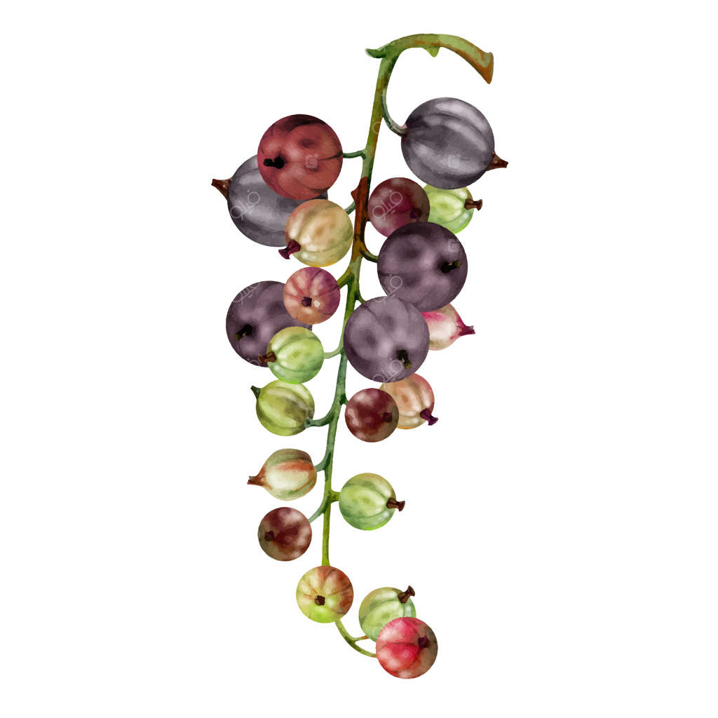 خوشه انگورفرنگی و کشمش قرمز، توت‌های رسیده باغ: کشی، زغال‌اخته، جوستا. نقاشی آبرنگ. تصویرسازی گیاهی برای مرباهای خانگی، کتاب آشپزی، و لوازم‌التحریر فروشگاه مواد غذایی.