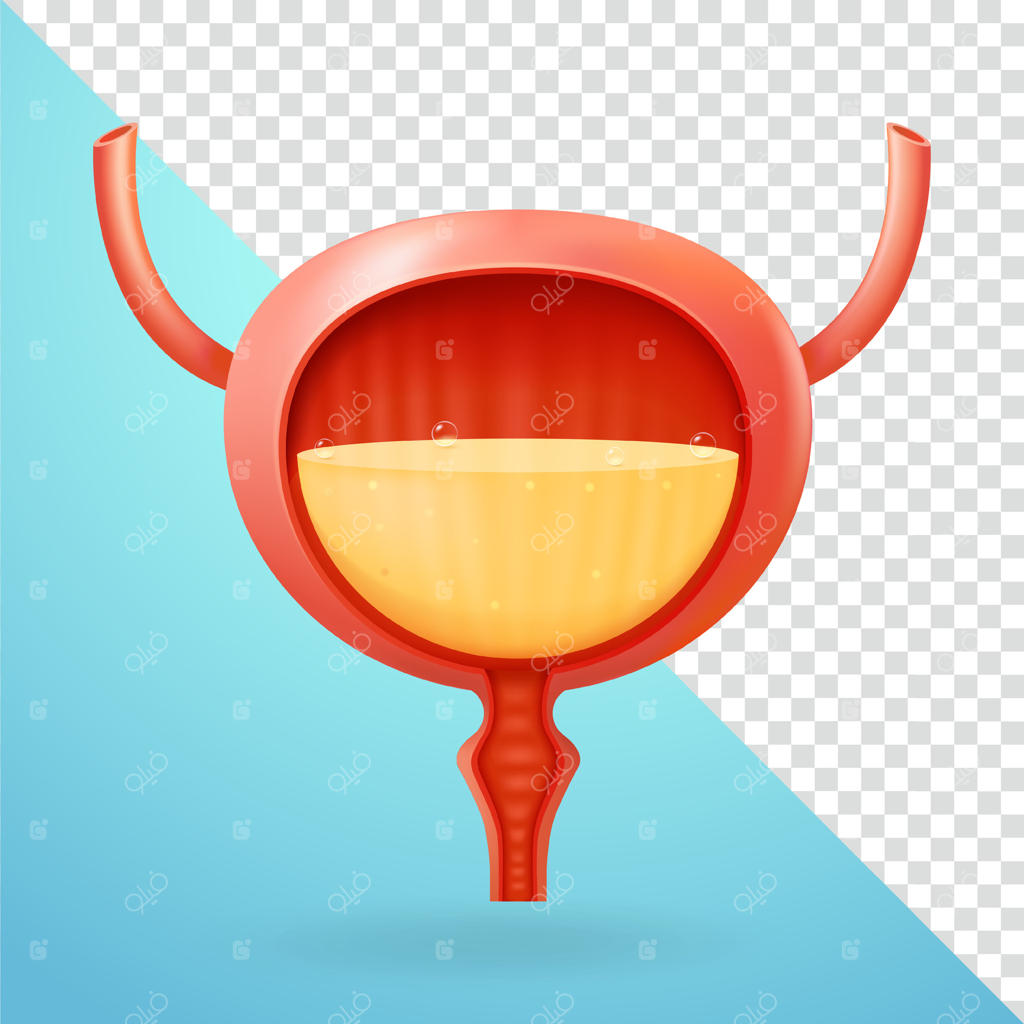 مثانه و عناصر سه‌بعدی