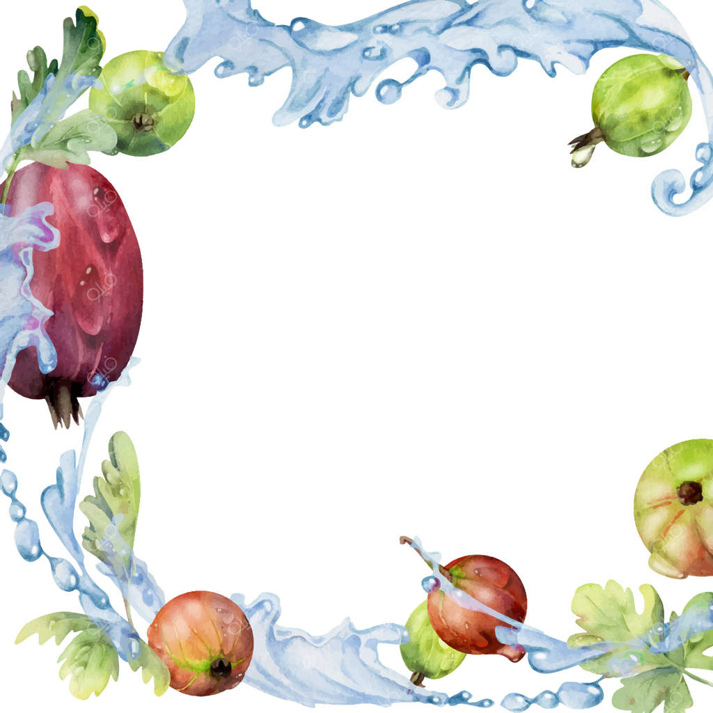 انگورفرنگی و گلسرخ در پرواز در آب‌پاش همراه با قطرات شبنم، برگ‌های سبز، توت ژوئن باغی و کاکوتی دست‌کشیده با آبرنگ. قاب مربعی مرز جداشده. بازار کشاورزان