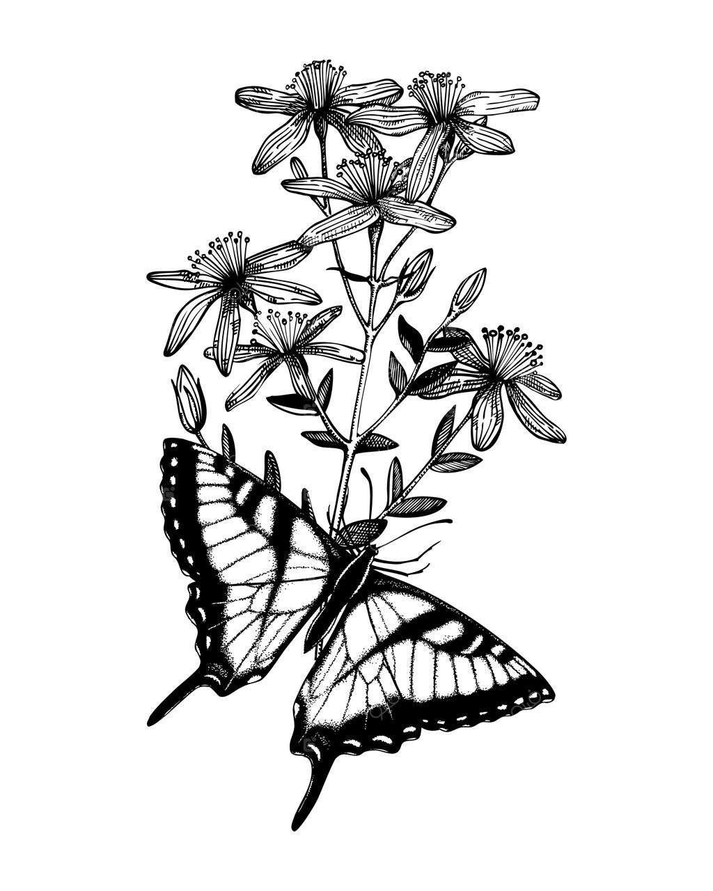 پروانه‌های نقاشی‌شده با دست بر روی گیاهان دارویی