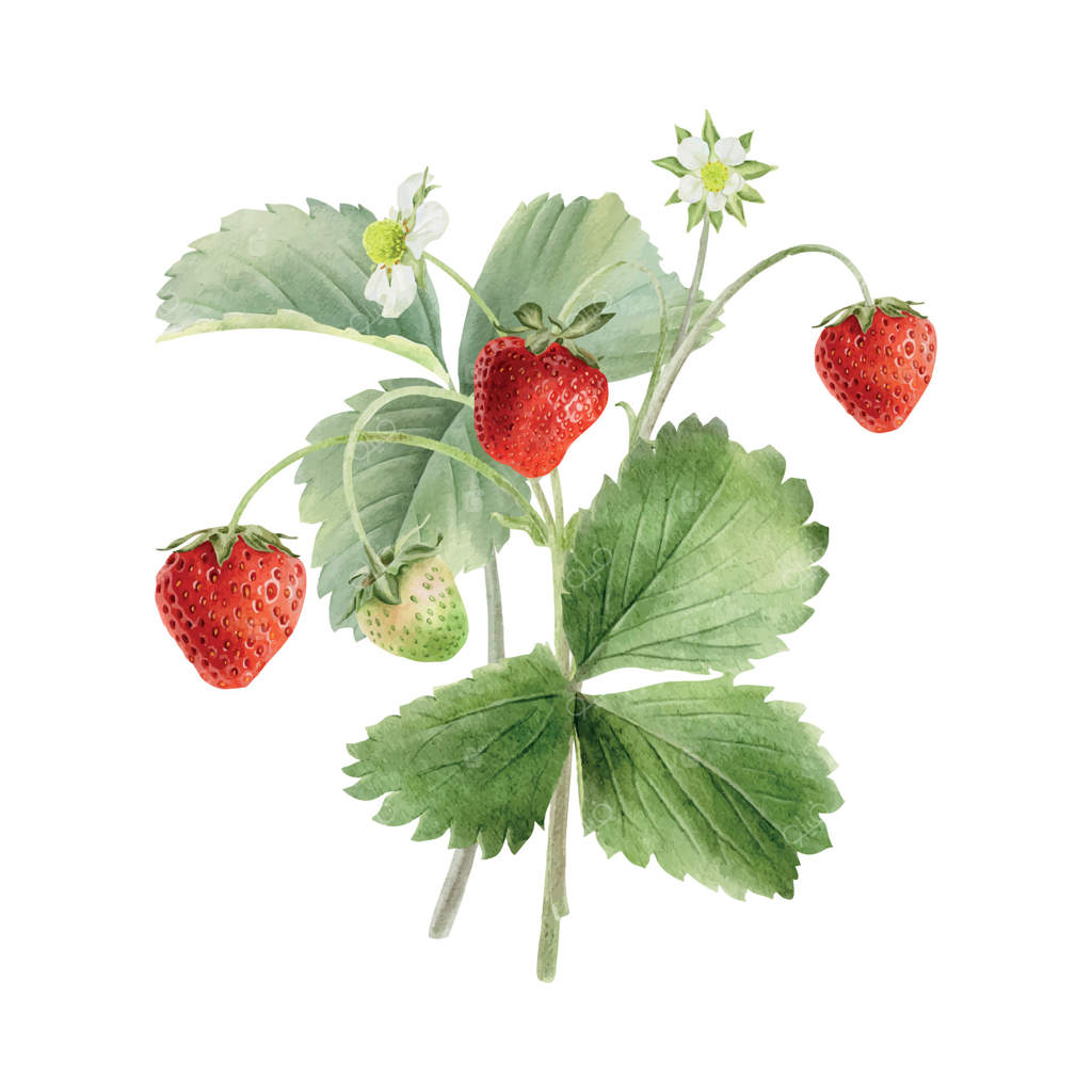 بوته توت‌فرنگی با میوه‌ها، برگ‌ها و گل‌ها. تصویر آبرنگ از توت‌های قرمز روی ساقه. طراحی دست‌ساز و اختصاصی برای بسته‌بندی، لوازم آرایشی، کارت، کشاورزی و پوستر تابستانه.
