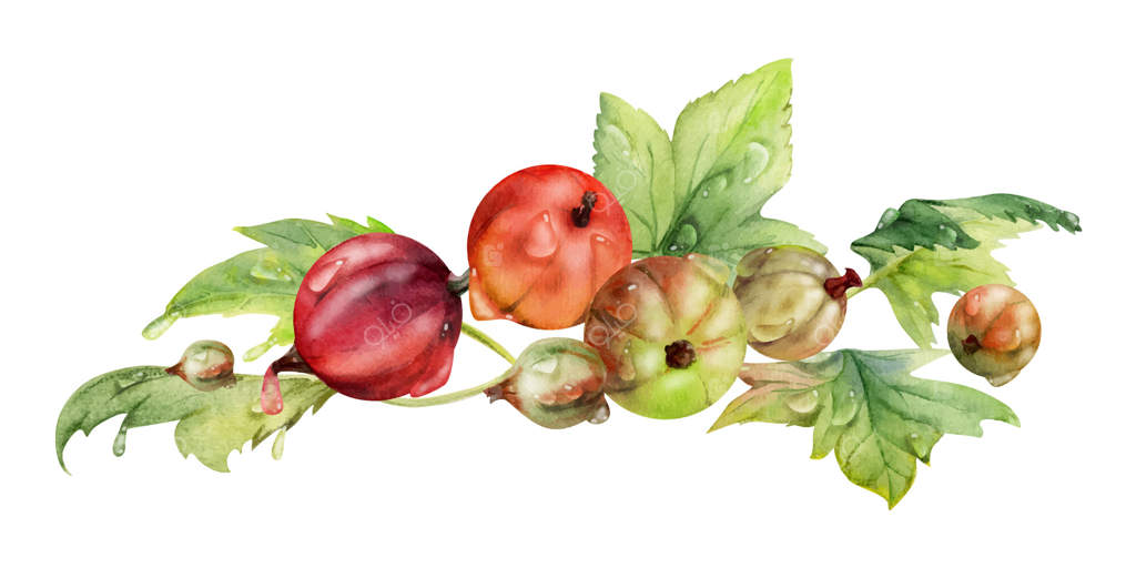 برگ‌های انگور فرنگی و انگور سیاه: دسته‌ای از توت‌های رسیده باغ مثل زالزالک، خردادبری، انگور کاشی و یوستابری. طرح گیاهی مجزا، نقاشی آبرنگ دست‌ساز. مخصوص منو رستوران، کافه یا بازار کشاورزان.