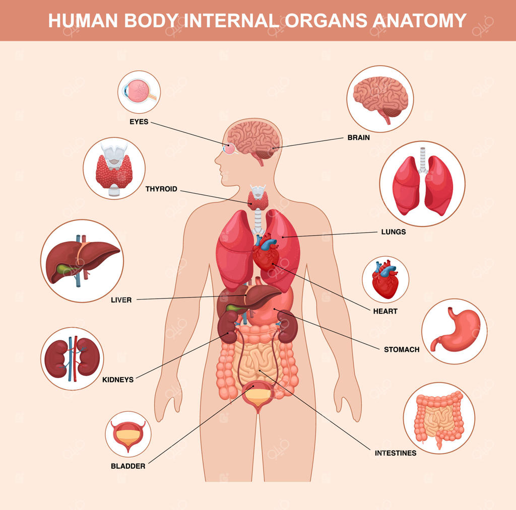 درک آناتومی اندام‌های داخلی بدن انسان به‌صورت حرفه‌ای وکتور