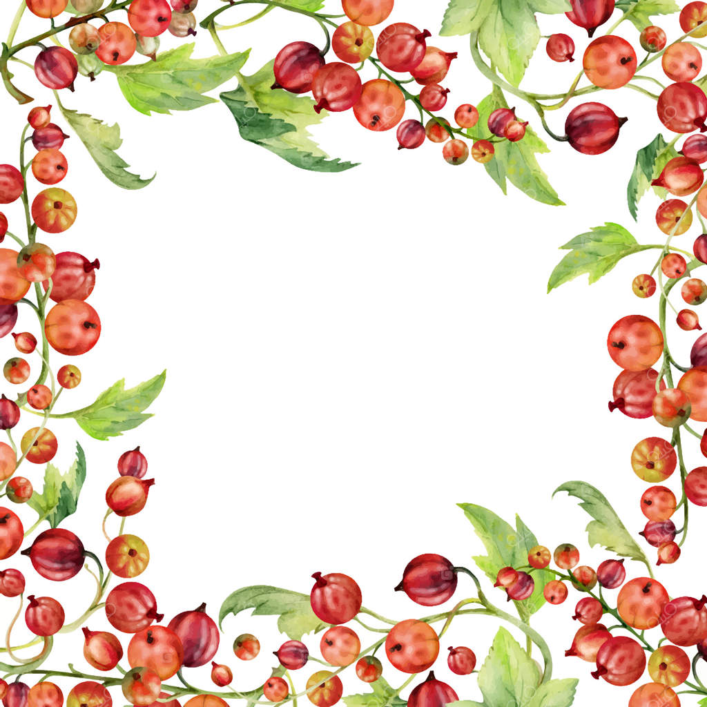 انگور فرنگی، برگ‌های سبز روی شاخه، توت‌های رسیده‌ی باغی: جون‌بری، کاسل، جستا. قاب مربع آبرنگی دستی. کارت‌های دستور پخت فروشگاه گیاهخواری و کتاب آشپزی.