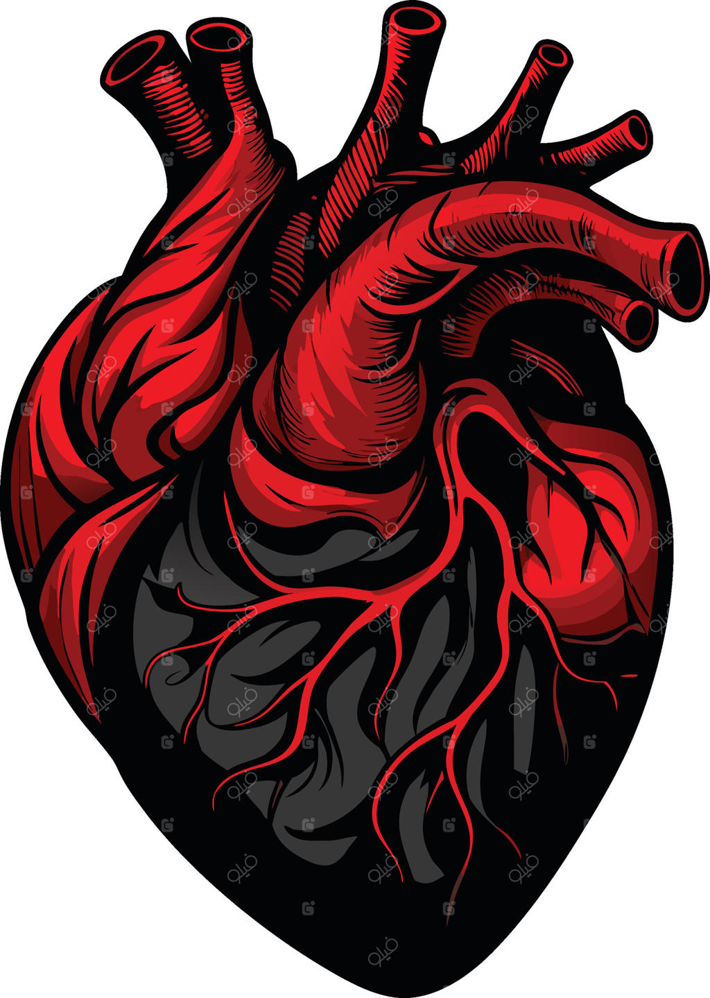 سیلوئت قلب آناتومیک