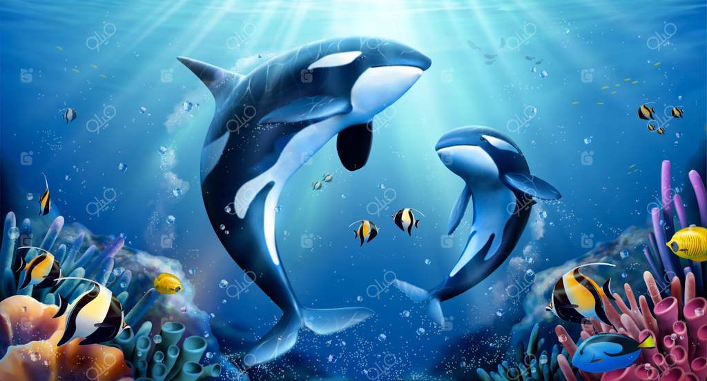 خانواده نهنگ‌های قاتل با مرجان‌ها