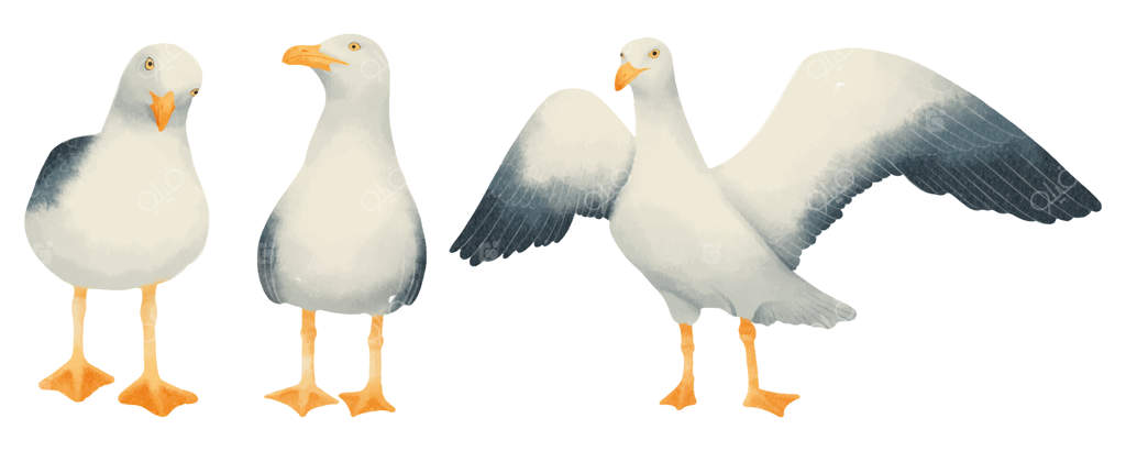 مجموعه‌ای از نقاشی‌های آبرنگی پرندگان دریایی