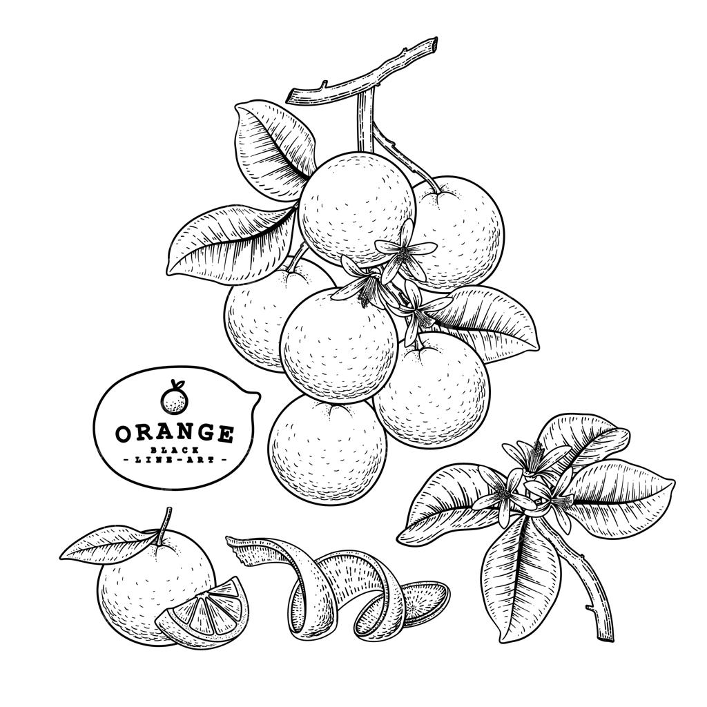 مجموعه تزئینی مرکبات دست کشیده پرتقال بر روی زمینه سفید