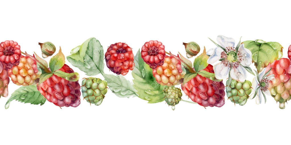 توت‌های باغ رسیده و برگ‌ها و گل‌ها با شبنم آب در آبرنگ نقاشی شده. بنر گارلند یکپارچه. مربای خانگی، نوار واشی، دکور فروشگاه غذا، کتاب دستور پخت، منوی دسر