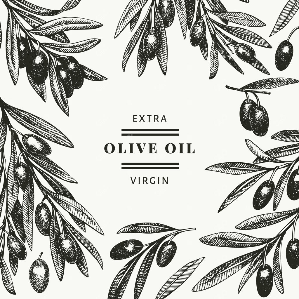 طرح شاخه زیتون: طراحی گیاه مدیترانه‌ای به سبک حکاکی. تصویر گیاهی کلاسیک.