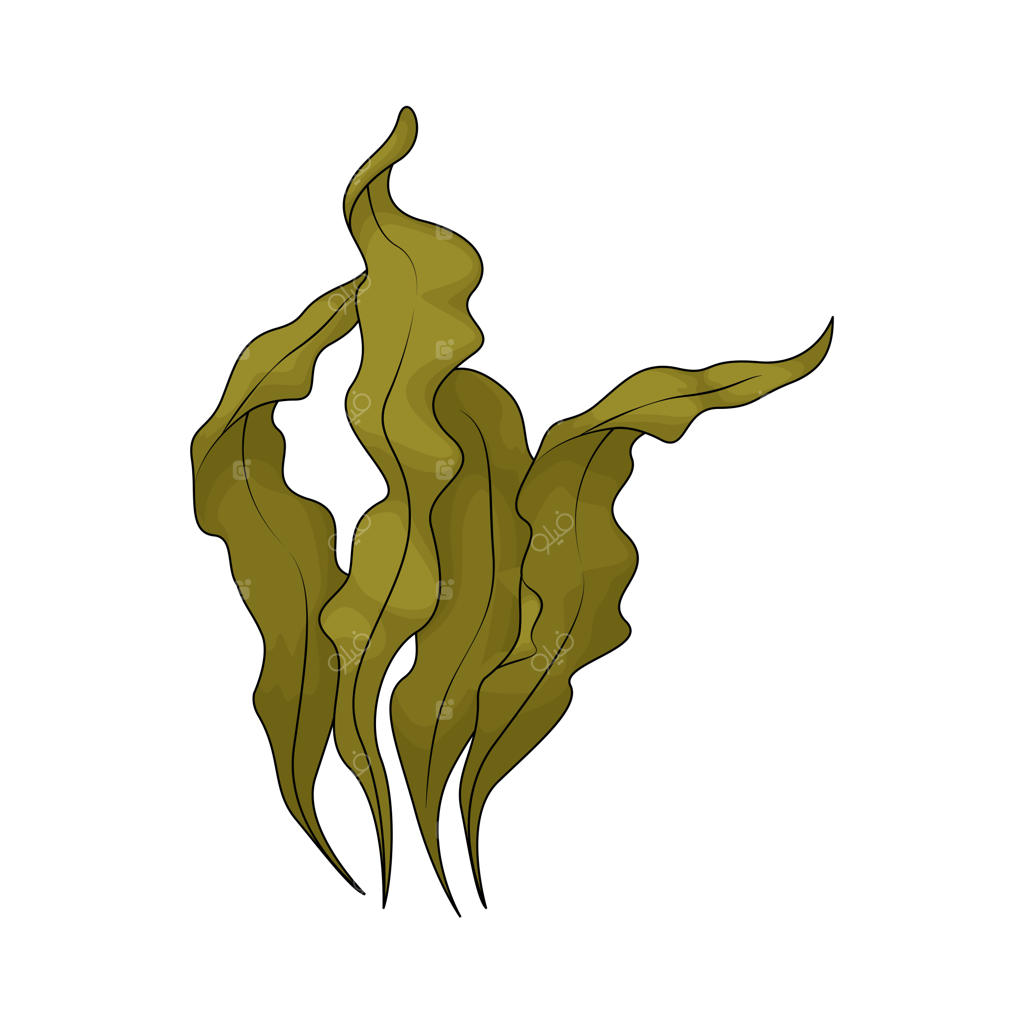 جلبک دریایی