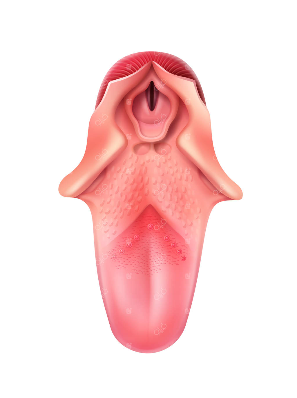 نمای نزدیک و واقع‌گرایانه از زبان انسان و حلقه از بالا