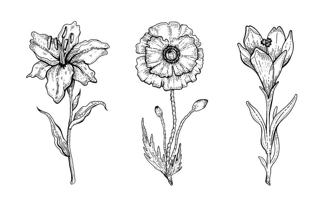ست گل: سوسن، شقایق، زعفران. طراحی گرافیکی گل، نقاشی گیاهی. هنر خطی قدیمی سیاه و سفید. گل‌های بهاری یا تابستانی به سبک دستی.