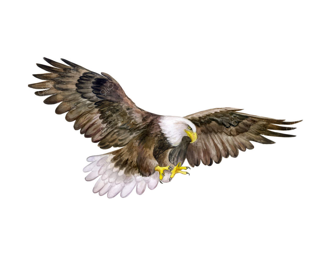 عقاب سرسفید. نقاشی آبرنگ. پرنده عقاب.