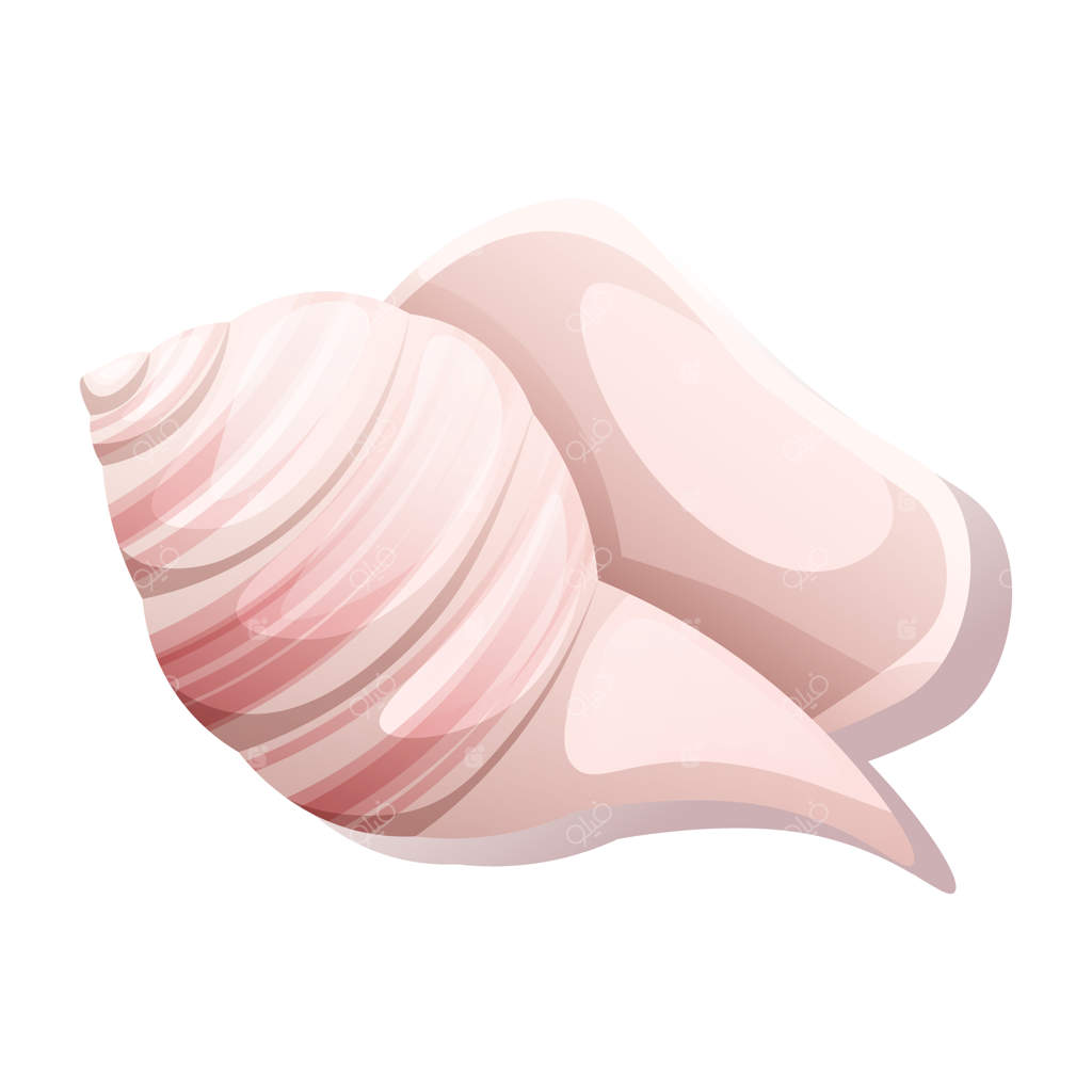 صدف حلزونی بر روی پس‌زمینه سفید: تصویرسازی ساحل و دریا، تصویرسازی وکتور نرم‌تنان - مناسب برای دکور، برچسب و چاپ‌ها
