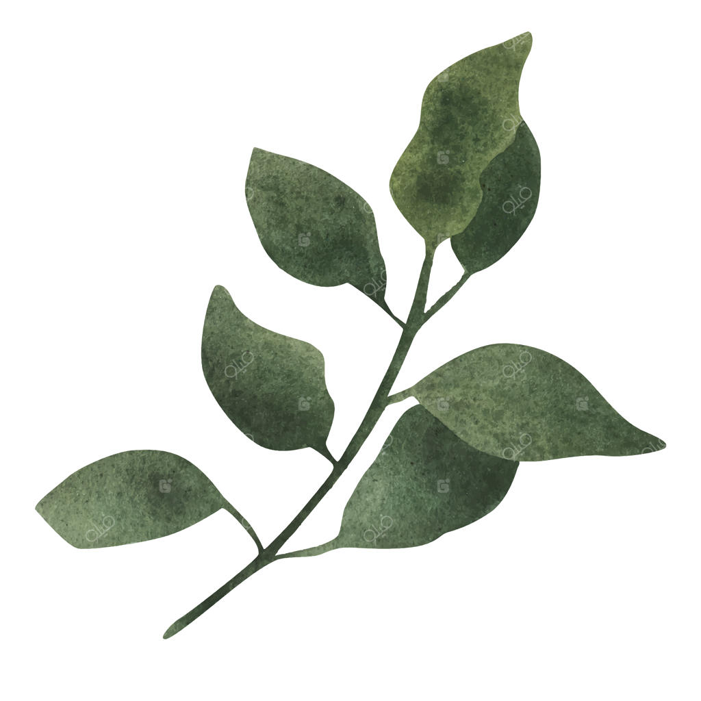 عنصر آبرنگ: برگ سبز بر روی پس‌زمینه سفید