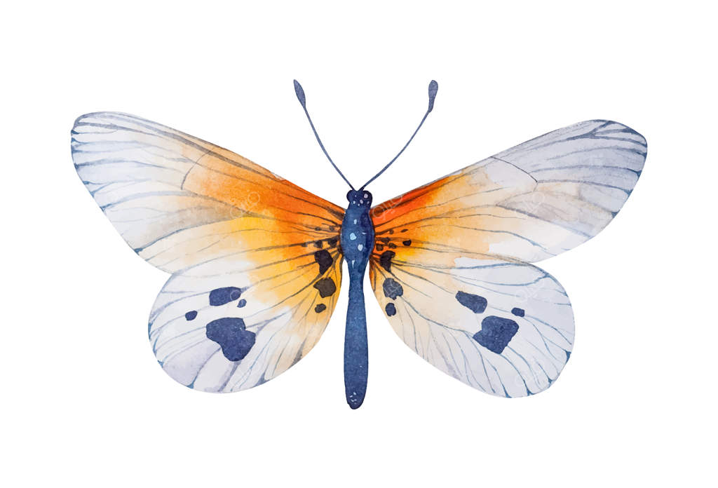 پروانه مونارک - رنگ‌آمیزی آبرنگی با علف شیر