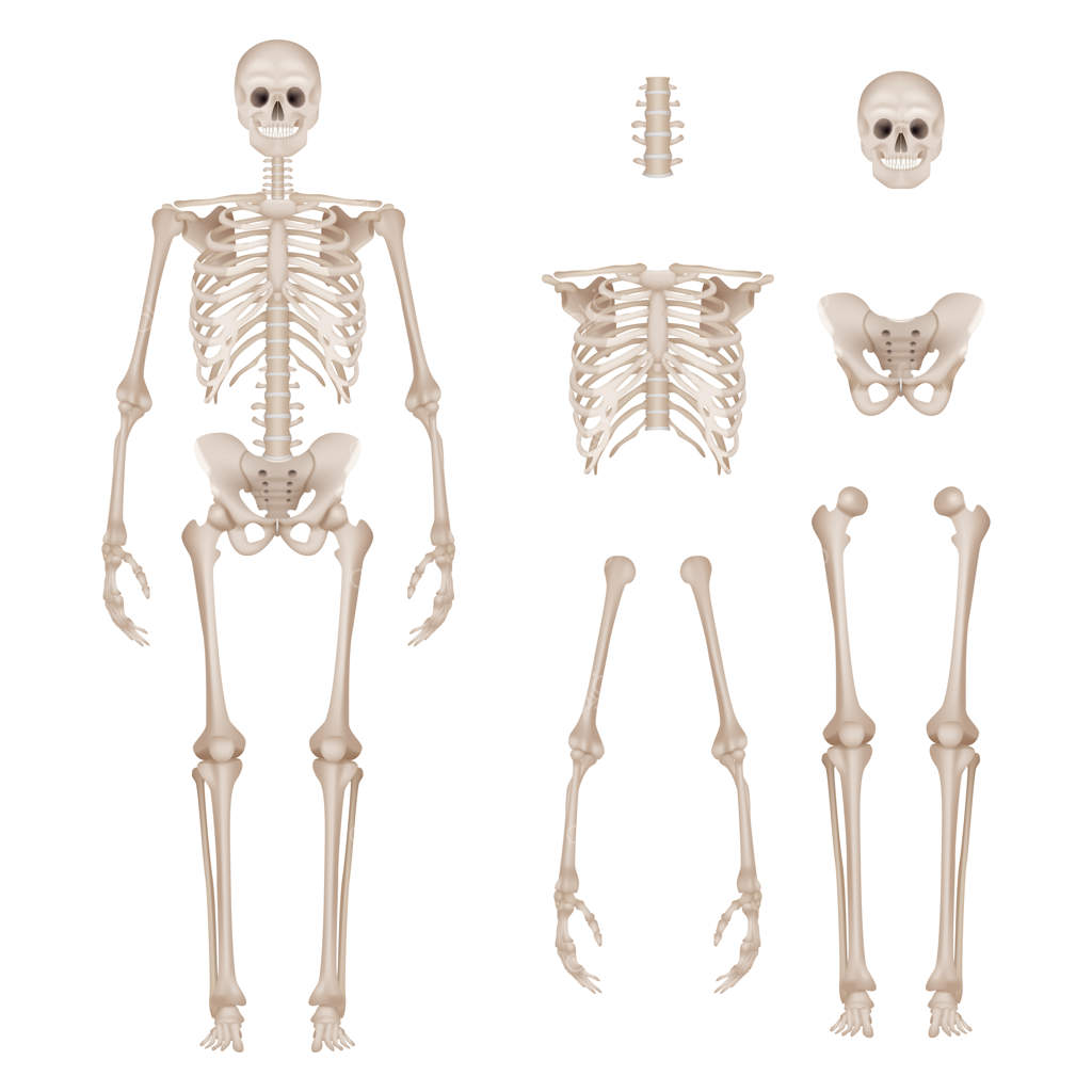 اسکلت انسان: آناتومی دقیق و واقع‌گرایانه جمجمه، استخوان‌ها، دست‌ها، پاها و ستون فقرات