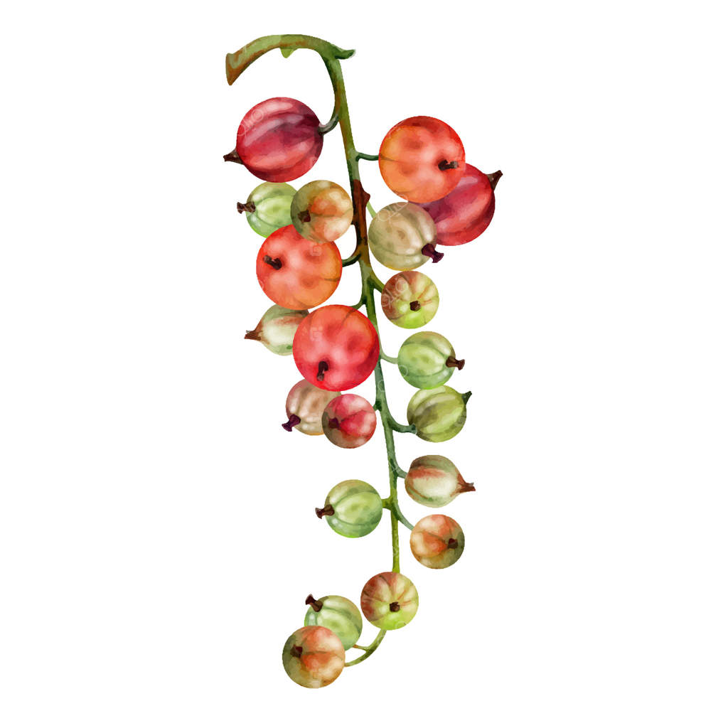 دسته‌های انگور فرنگی و کشمش روی شاخه، توت‌های رسیده باغ، توت جنگلی، کسه، یوستابری، آبرنگ کشیده شده با دست. تصویر‌سازی گیاهی مجزا. مرباهای خانگی، کتاب آشپزی، لوازم‌التحریر فروشگاه مواد غذایی.