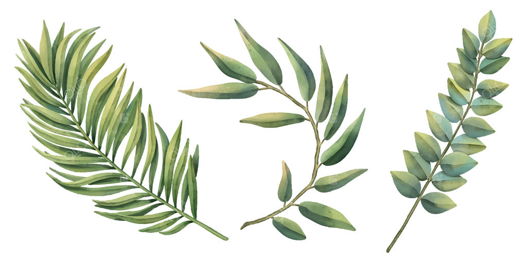 مجموعه گیاهان گرمسیری با پس‌زمینه سفید نقاشی آبرنگ دستی - برگ‌های نخل تابستانی کلیپ‌آرت