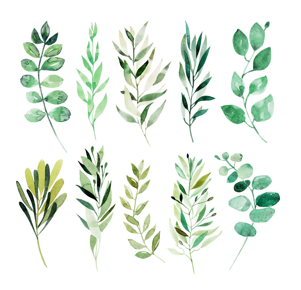 مجموعه‌ای از عناصر گیاهی شاخه‌های سبز آبرنگی به صورت جداگانه