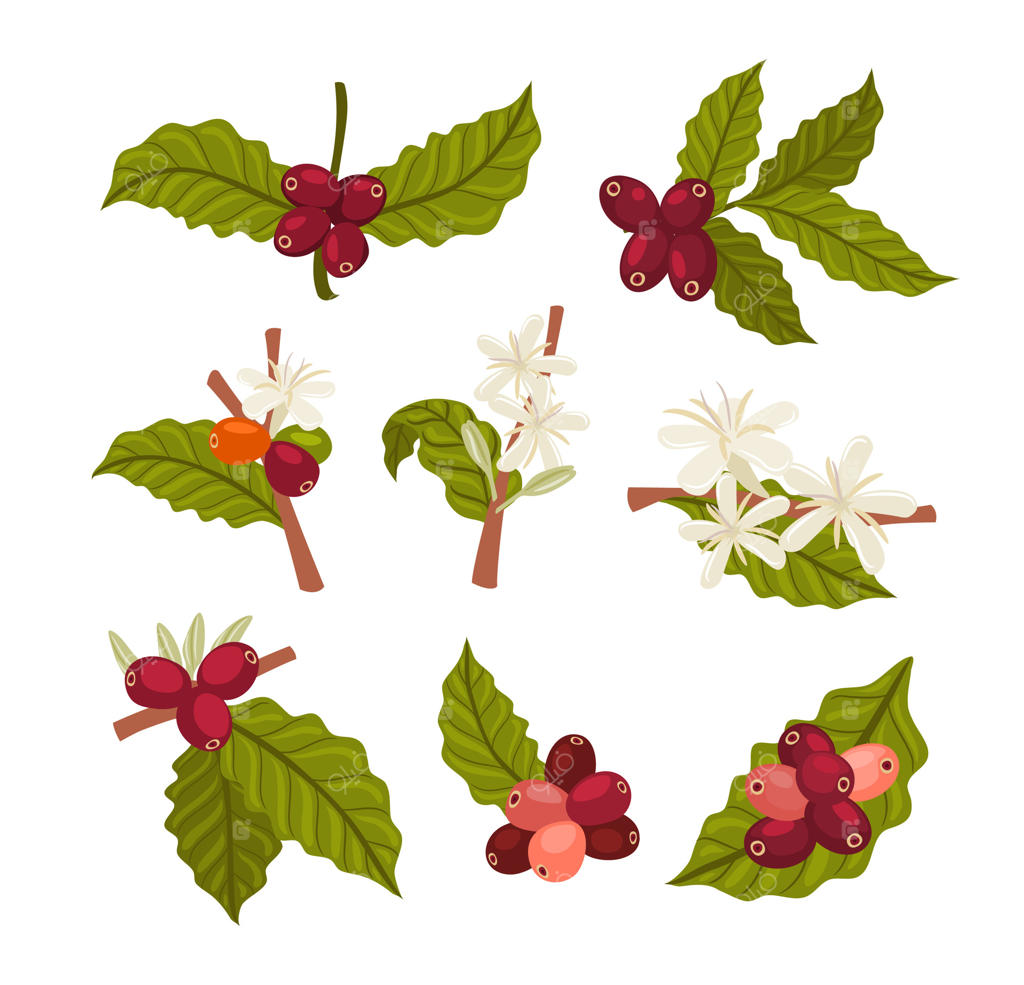 ویژگی‌های گیاه قهوه: گل‌ها و توت‌ها در طراحی حرفه‌ای وکتور