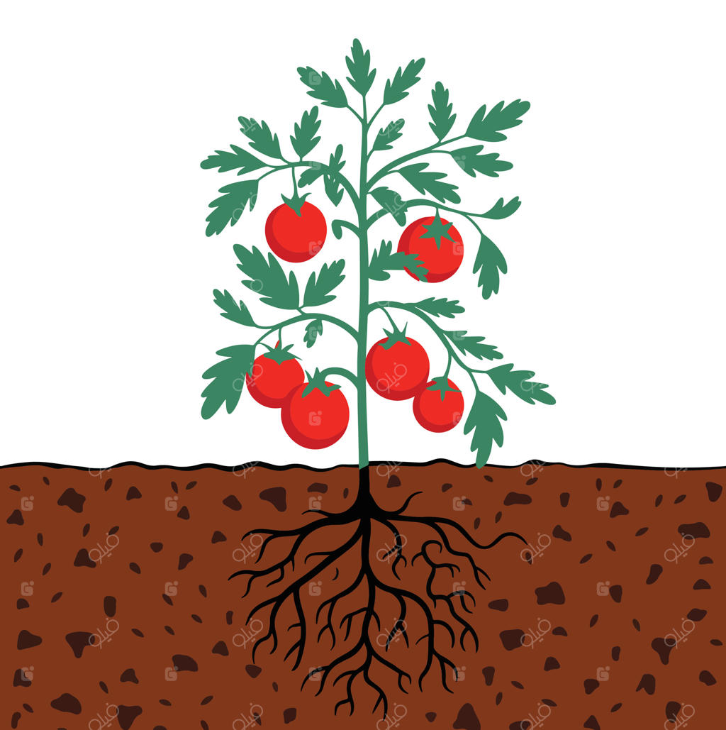 بوته‌های گوجه‌فرنگی با ریشه در بافت خاک