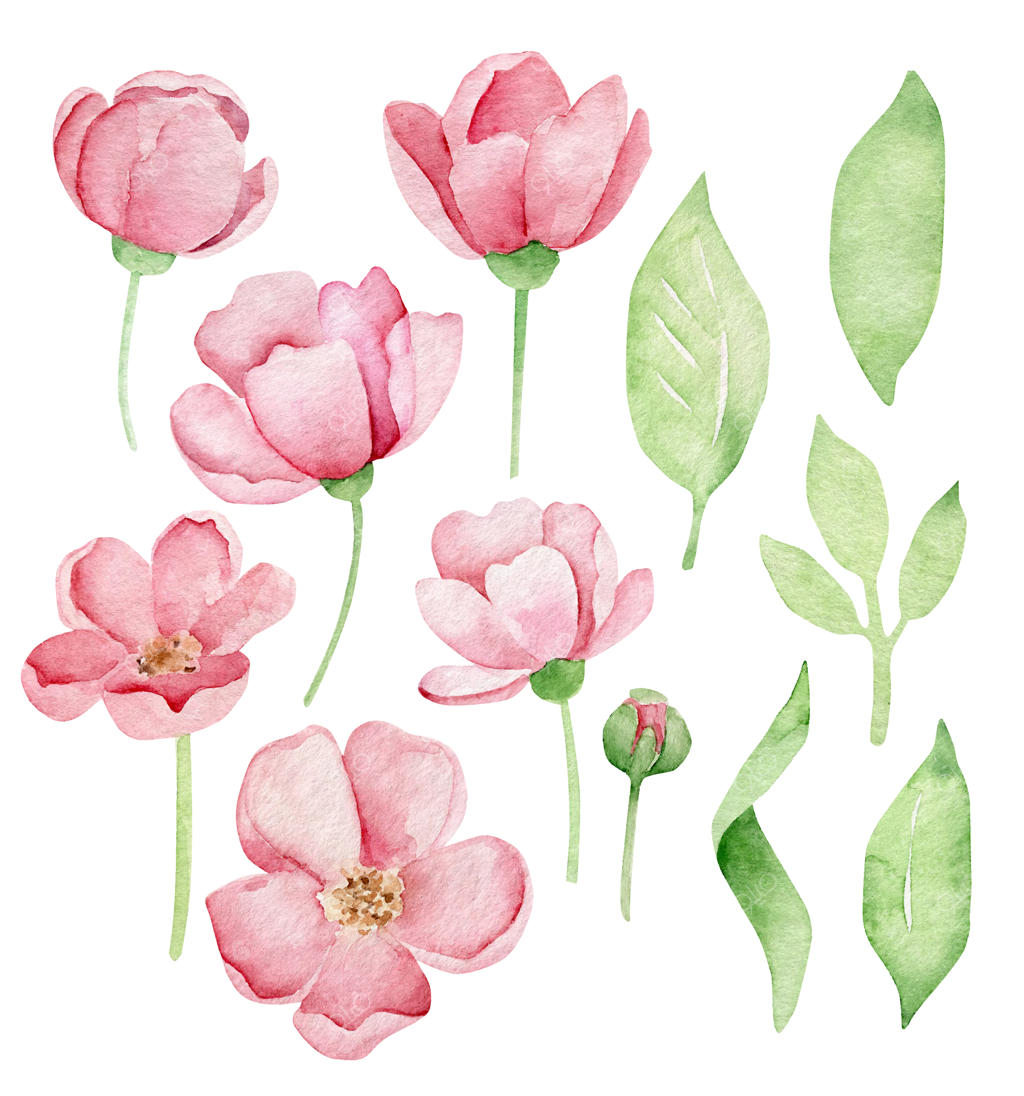 مجموعه گل‌های صورتی آبرنگی و برگ‌های سبز