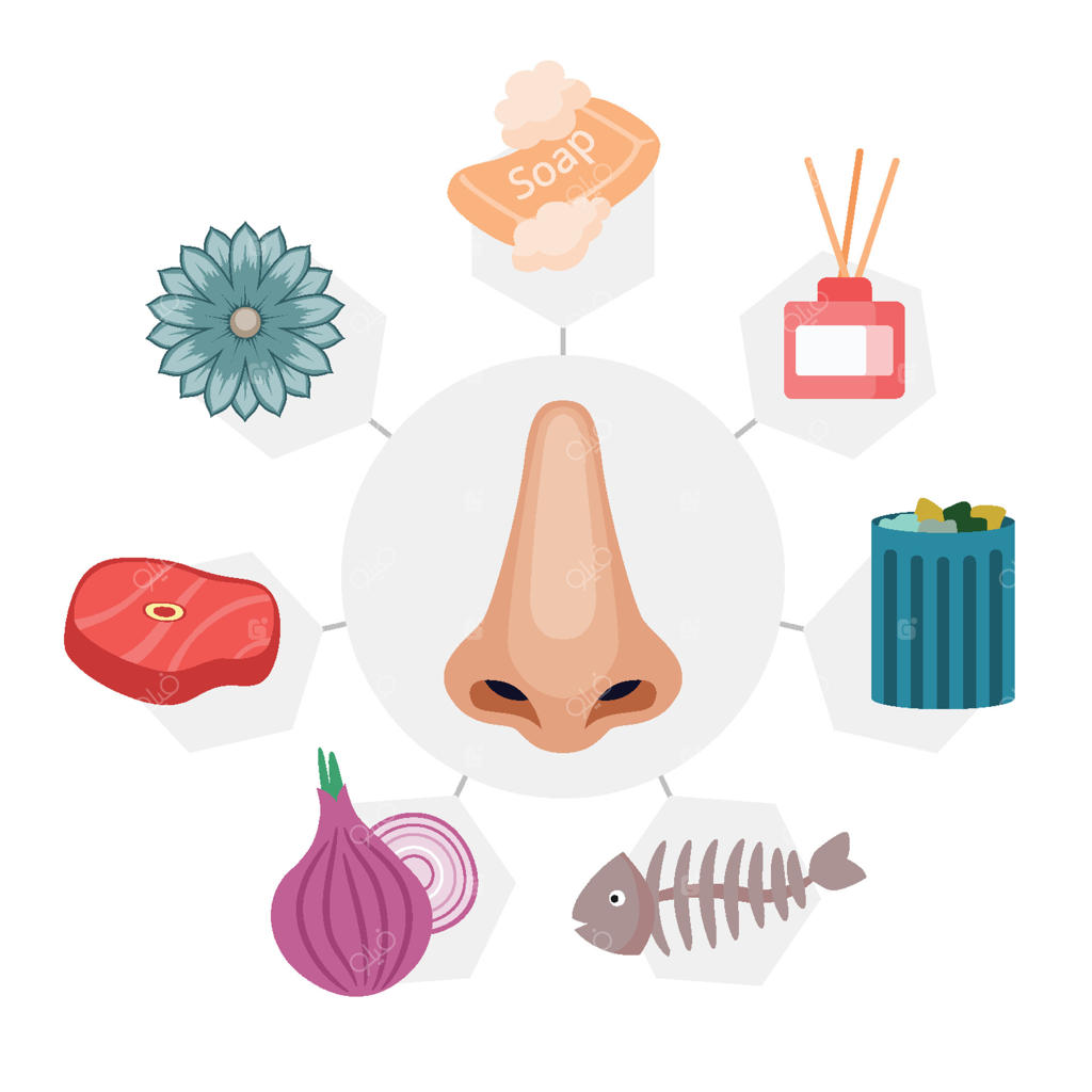 مجموعه آیکون‌های حس بویایی: سیستم عصبی انسان با صابون، حباب، آروماتراپی، عطر، بطری، زباله، استخوان ماهی، پیاز، گوشت، استیک، گل و بینی، آناتومی اعضای بدن انسان
