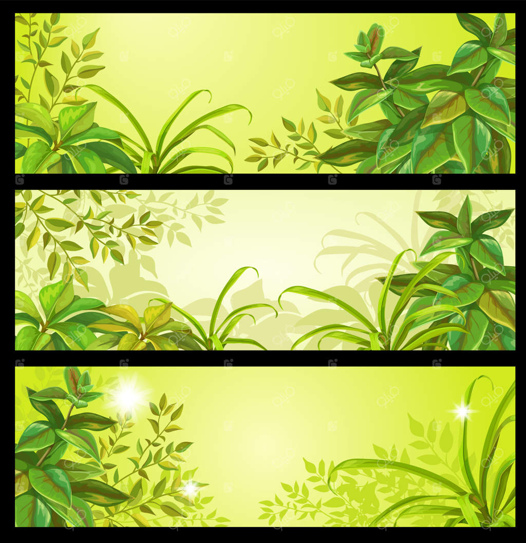 مجموعه بنرهای وکتور جنگل استوایی