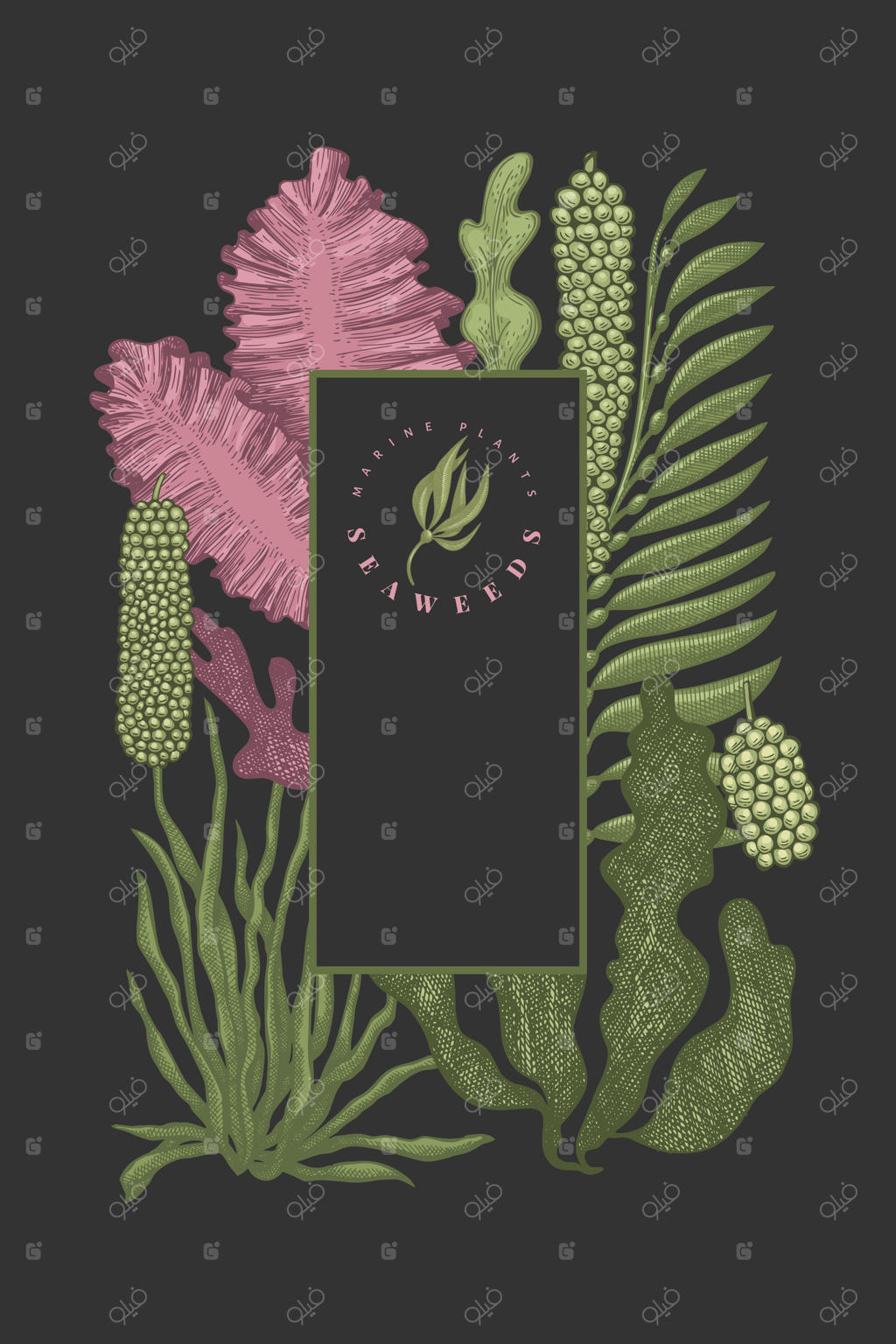 طرح رنگ جلبک دریایی. تصویرسازی‌های جلبک‌ها به صورت دستی بر روی زمینه تیره. استایل منقوش از غذای دریایی. پس‌زمینه گیاهان دریایی به سبک رترو.