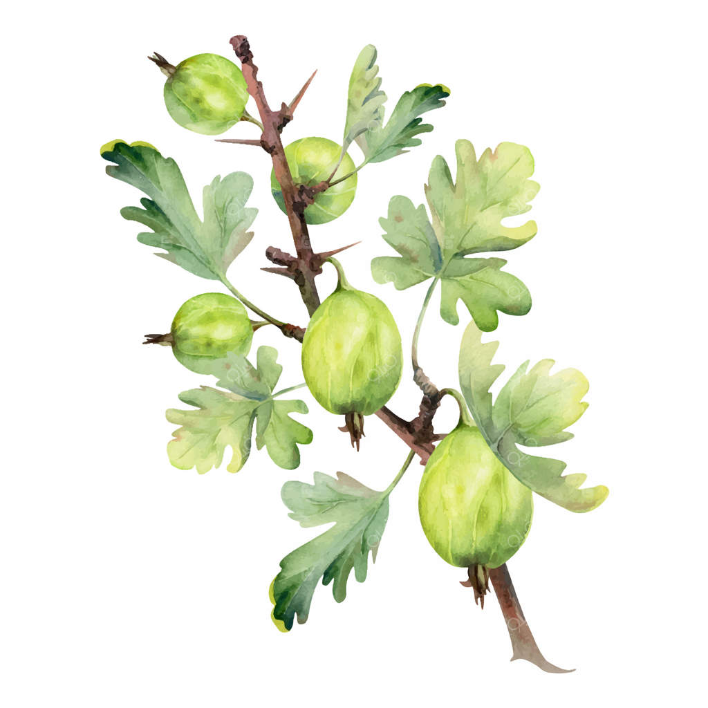 انگور فرنگی، برگ‌های آویزان بر شاخه‌های خاردار، توت جنگلی رسیده در باغ، انگور سیاه و انگور قرمز. تصویرسازی گیاهی ایزوله با آبرنگ. کتاب آشپزی مرباهای خانگی، لوازم‌التحریر فروشگاه شرکتی.